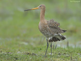 Grutto - Blacktailed Godwit - Limosa limosa