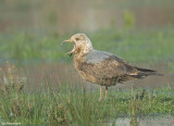 Zilvermeeuw - Herring gull - Larus argentatus