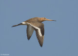 Grutto - Blacktailed Godwit - Limosa limosa