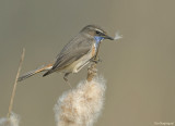 Blauwborst - Bluethroat - Luscinia svecica