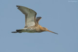 Grutto - Blacktailed Godwit - Limosa limosa