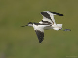 Kluut - Avocet - Recurvirostra avosetta