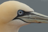 Jan van gent - Northern Gannet - Sula bassana