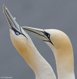 Jan van gent - Northern Gannet - Sula bassana