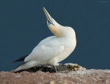 Jan van gent - Northern Gannet - Sula bassana