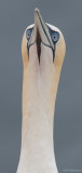Jan van gent - Northern Gannet - Morus bassana