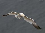 Jan van gent - Northern Gannet - Sula bassana