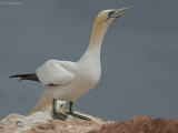 Jan van gent - Northern Gannet - Sula bassana