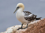 Jan van gent - Northern Gannet - Sula bassana