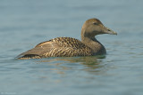 Eidereend - Eider - Somateria mollissima