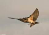 Boerenzwaluw - Barn swallow - Hirundo rustica