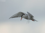 Visdief - Common tern - Sterna hirundo