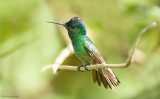 Bronsstaart-saffierkolibrie - Golden-tailed Sapphire - Chrysuronia oenone