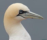 Jan van gent - Northern Gannet - Sula bassana