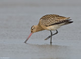 Rosse Grutto - Bar-tailed Godwit - Limosa lapponica