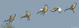 Heilige Ibis - Sacred Ibis - Threskiornis Aethiopicus