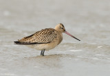 Rosse Grutto - Bar-tailed Godwit - Limosa lapponica