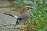 Gaai - Jay - Garrulus glandarius