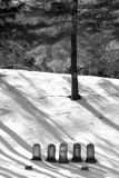 Headstones and Tree