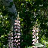 Pink Lupines by Birch