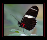Sarah Longwing Butterfly