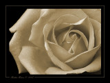 Sepia Rose