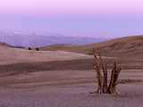 Remains Of A Bristlecone