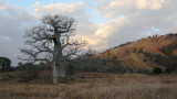 baobabs5854.jpg