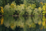 Lake Crescent Reflected