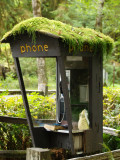 Rain Forrest Hotline