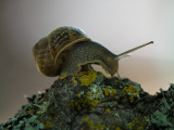 Snail Study 2