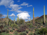 Saguaro National Park