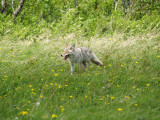 Glacier National Park 6