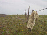 Coyote Beware - Death on the Oregon Outback