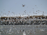 Storm Gulls