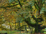 Maples and Alders