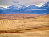 Rocky Mountain Wheat