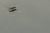 Bug on water