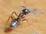 Another Ant