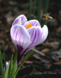 Crocus n Bee