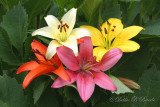 Naturalizing Lilies