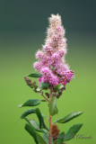 Spiraea