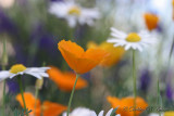 California Poppy