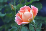 Gypsy Dancer Rose