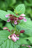 Lamium Maculatum