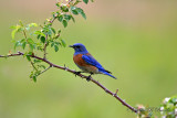 Western Bluebird