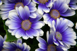 Cineraria