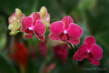 Phalaenopsis Orchid 