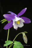 Columbine