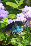 Pipevine Swallowtail